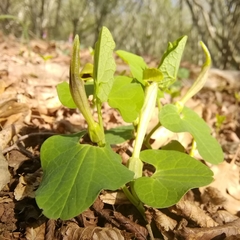 Aristolochia lutea