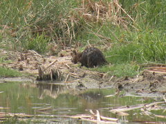 Myocastor coypus