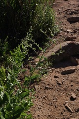 Acourtia microcephala