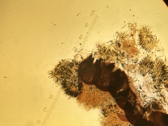 Podosordaria