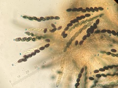 Podosordaria