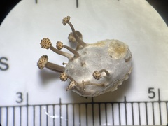 Podosordaria