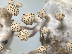 Podosordaria