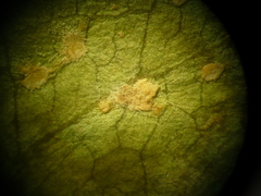 Peronosporales