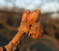 Andricus caliciformis