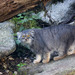 Pallas' Cat - Photo (c) Cloudtail the Snow Leopard, some rights reserved (CC BY-NC-ND)
