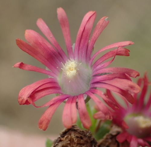 Delosperma multiflorum (Delosperma multiflorum)