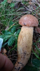 Aureoboletus moravicus