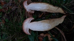 Aureoboletus moravicus