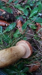 Aureoboletus moravicus