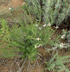 Phymaspermum thymelaeoides
