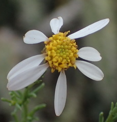 Phymaspermum thymelaeoides