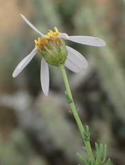 Phymaspermum thymelaeoides