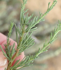 Phymaspermum thymelaeoides