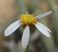 Phymaspermum thymelaeoides