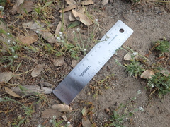 Plagiobothrys tenellus