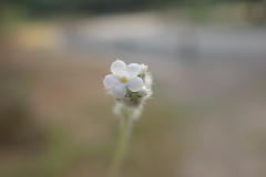 Plagiobothrys tenellus