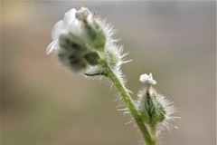 Plagiobothrys tenellus