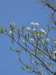 Plumeria rubra image