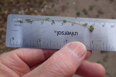 Plagiobothrys tenellus