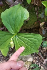 Trillium flexipes