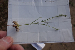 Plagiobothrys tenellus