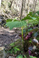 Trillium flexipes