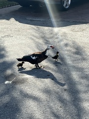 Cairina moschata domestica