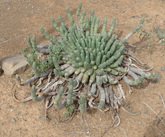 Euphorbia esculenta