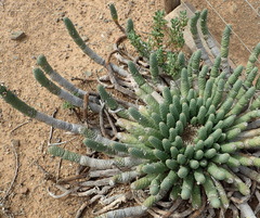 Euphorbia esculenta