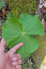 Trillium flexipes