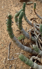 Euphorbia esculenta