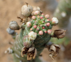 Euphorbia esculenta
