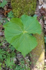 Trillium flexipes