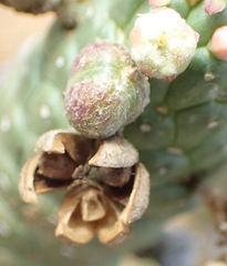 Euphorbia esculenta