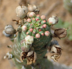 Euphorbia esculenta