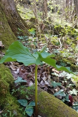 Trillium flexipes