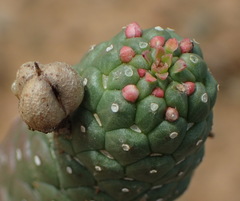 Euphorbia esculenta