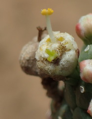 Euphorbia esculenta