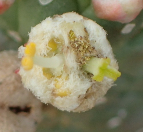 Euphorbia esculenta, photograph 6