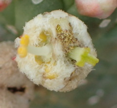 Euphorbia esculenta