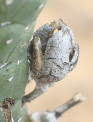 Euphorbia esculenta, photograph 5