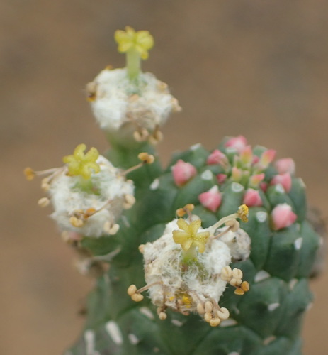 Euphorbia esculenta, photograph 4