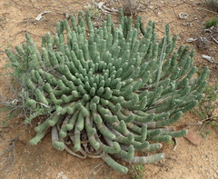 Euphorbia esculenta