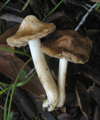 Inocybe brunnescens