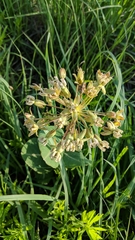 Asclepias amplexicaulis
