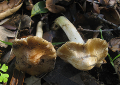 Inocybe brunnescens