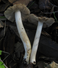 Inocybe brunnescens