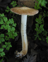 Inocybe brunnescens