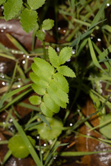 Berula